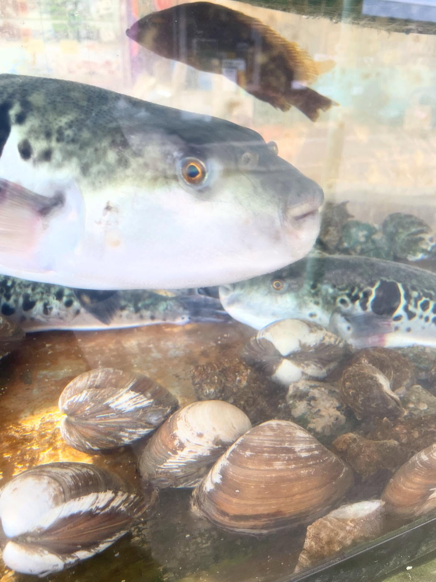 🐡ふぐ解禁‼️冬の味覚、入荷してます🐡