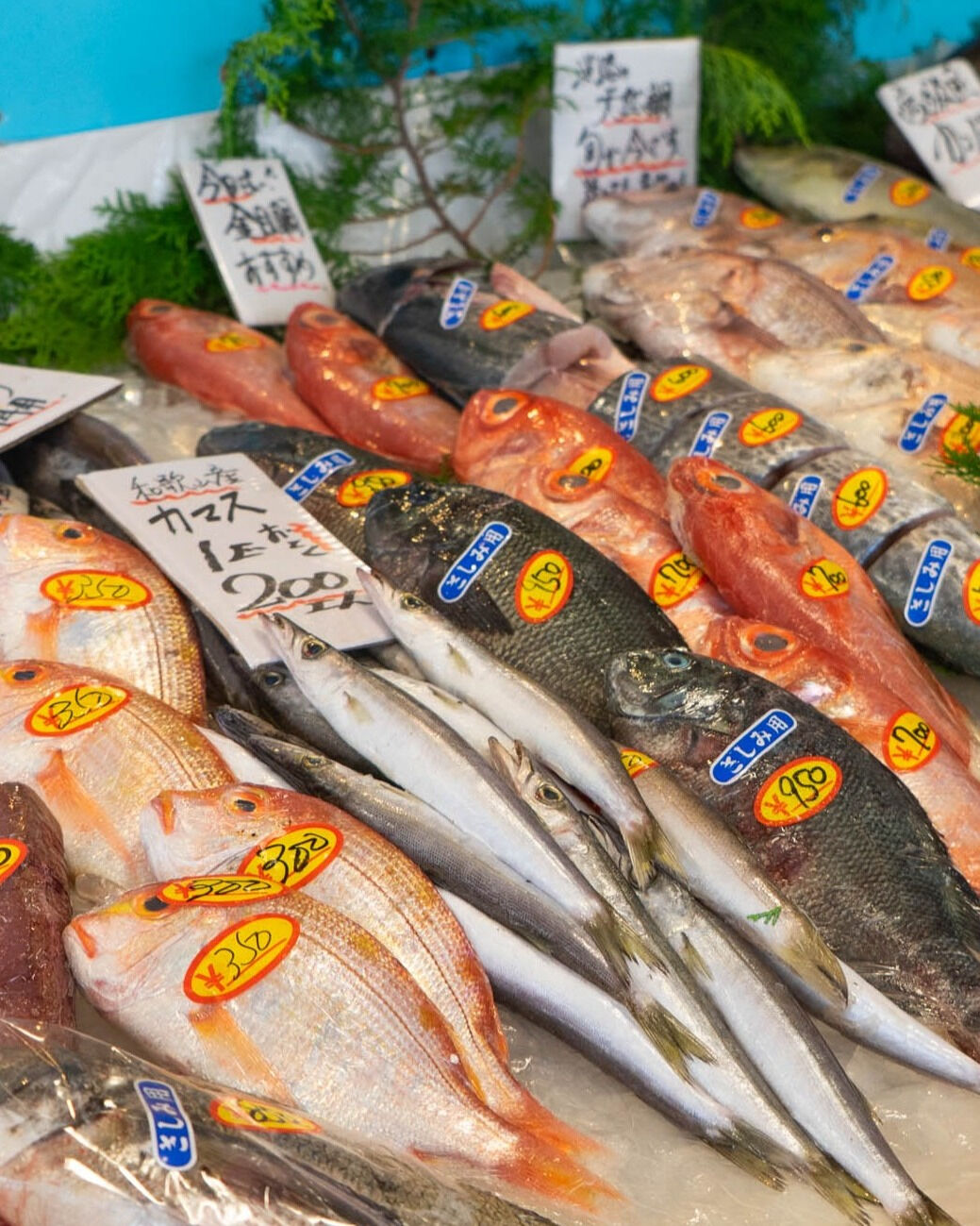 新鮮な魚といえば「西宮のこうちゃん」！甲子園口にて最高の旬の