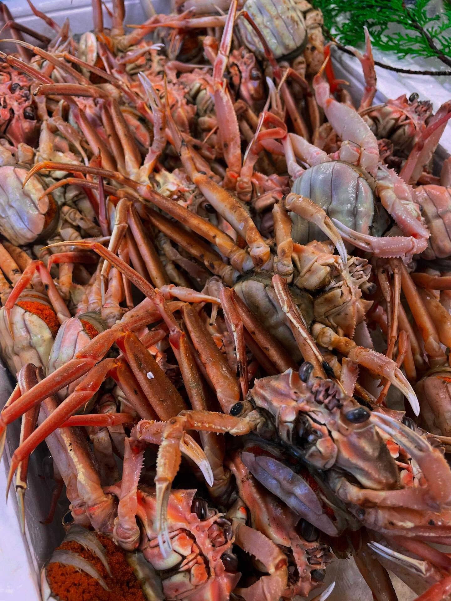 📢 いよいよ解禁！冬の味覚、カニ漁がスタートしました🦀✨