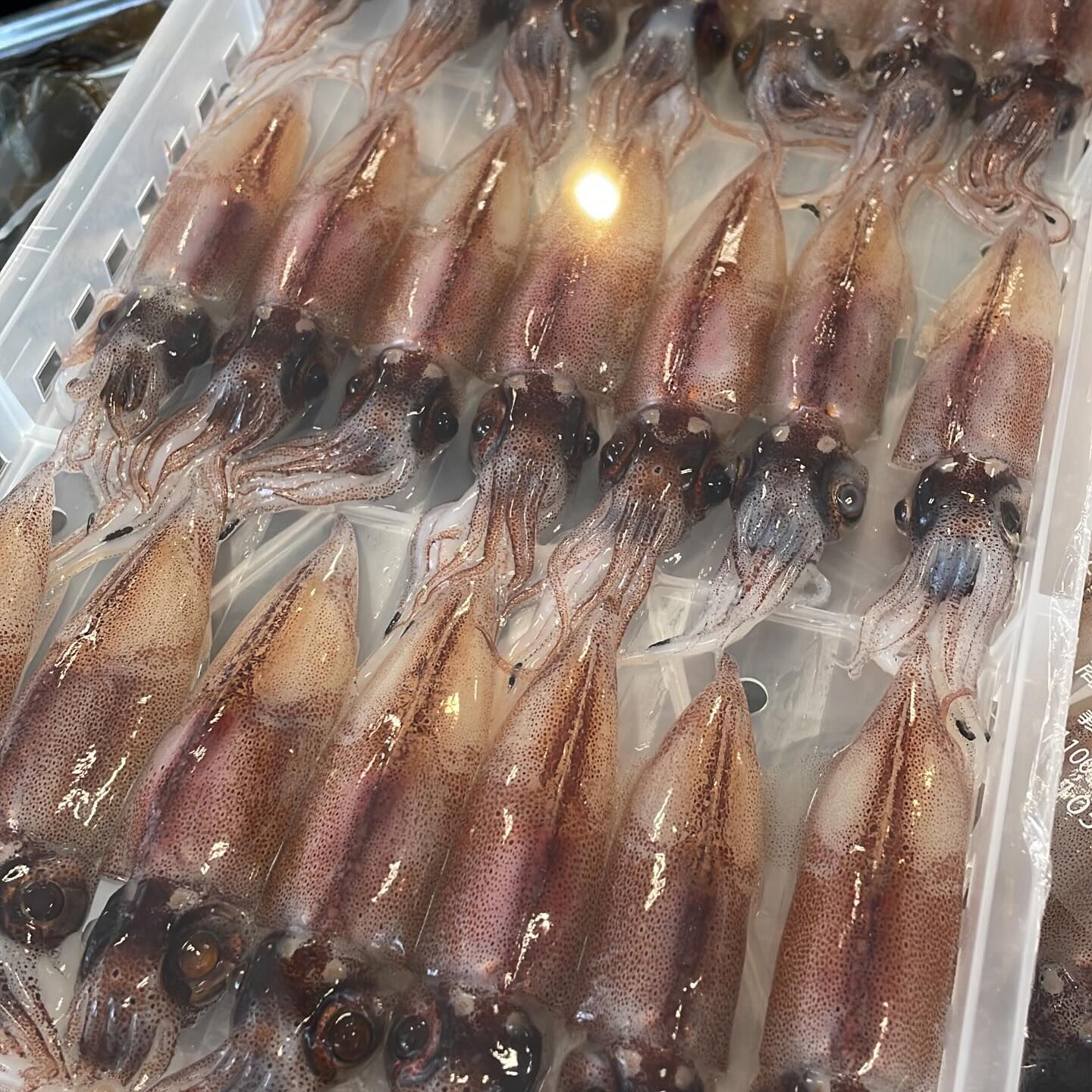 【春の名物きました‼️生ホタルイカ🦑】