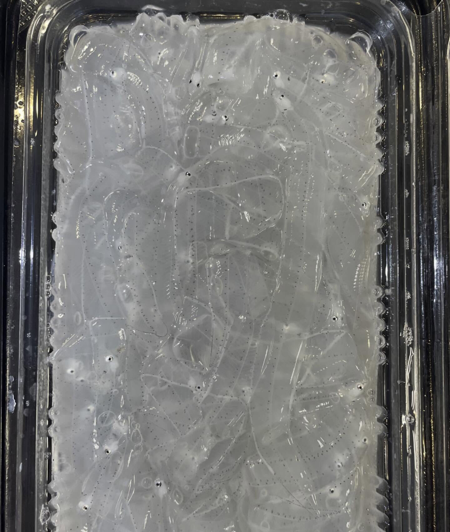 📣【春の超レア食材、入荷してます】