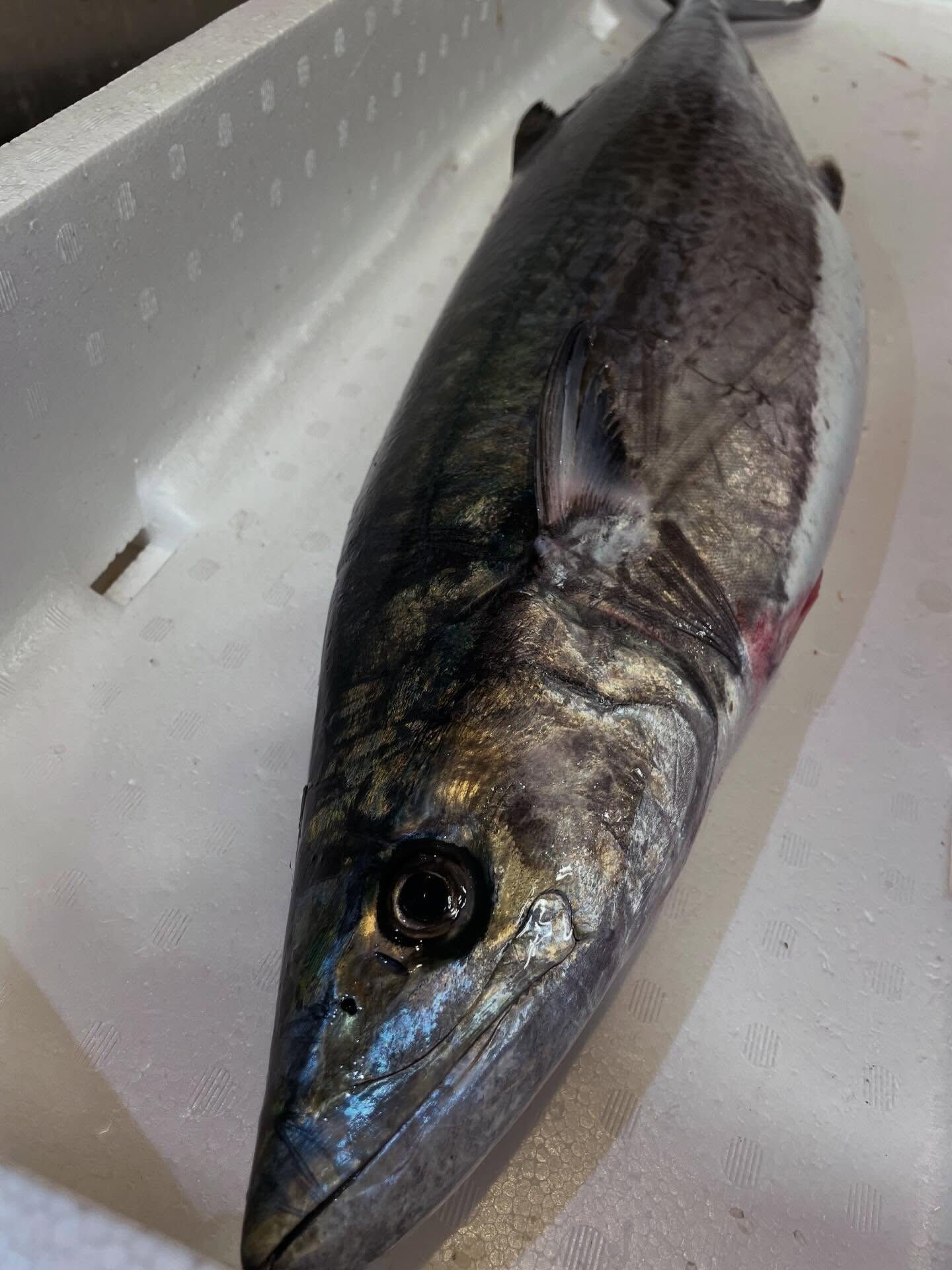 🐟✨【春を食べるならコレ一択】✨🐟