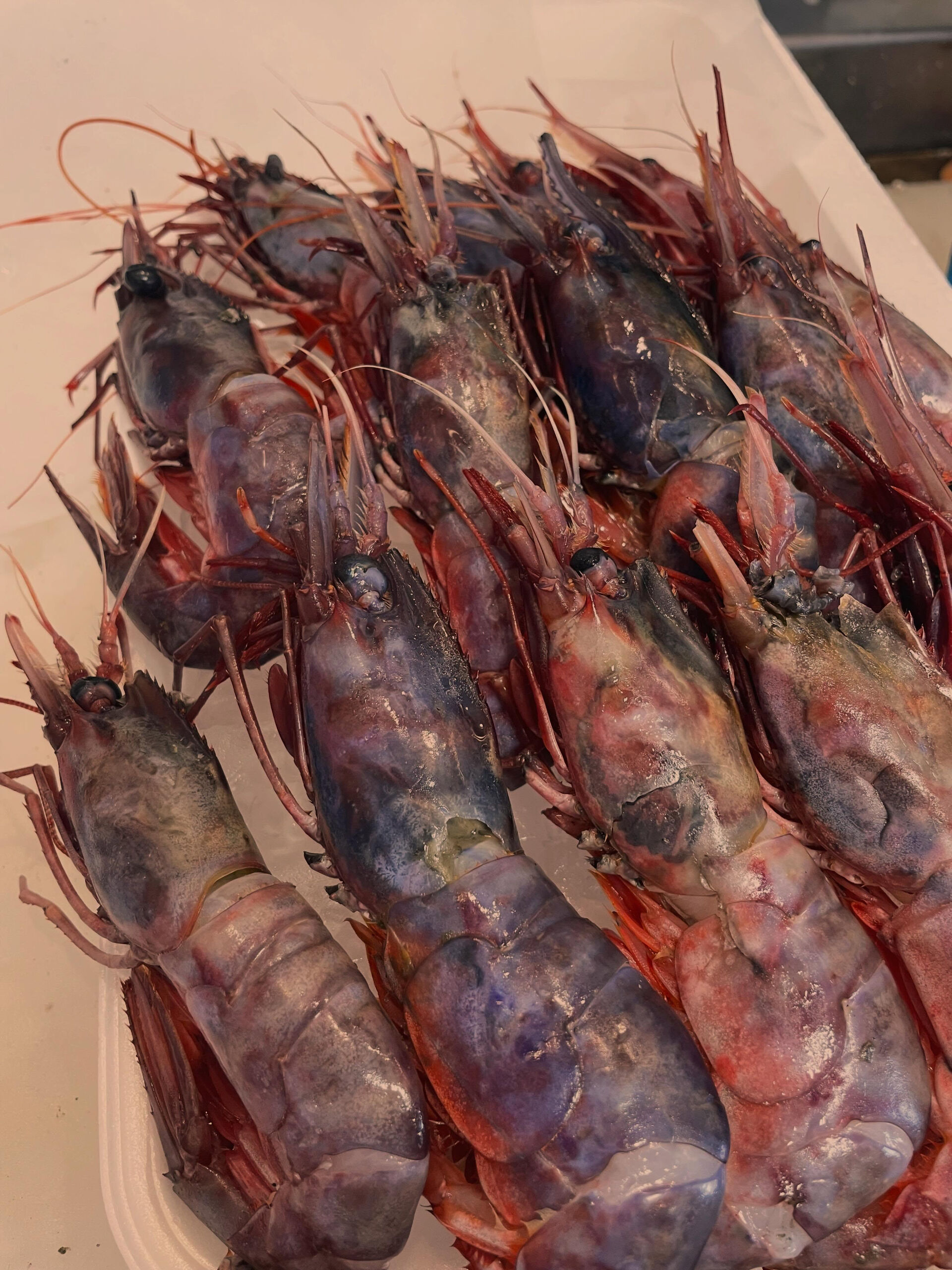 🦐【幻の高級エビ、ブドウエビ入荷】🦐