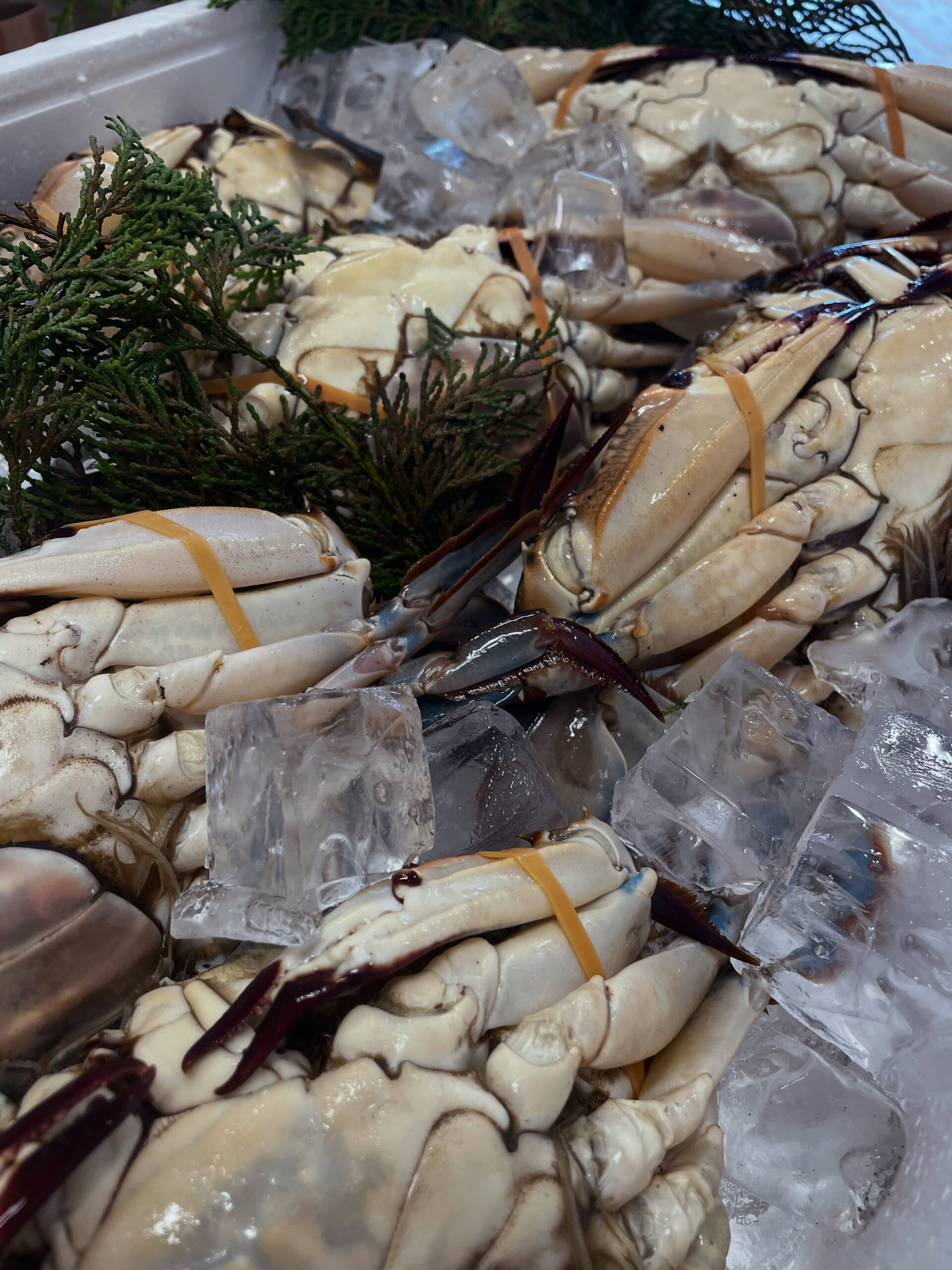 🦀✨【旬の渡り蟹 入荷しました！】✨🦀