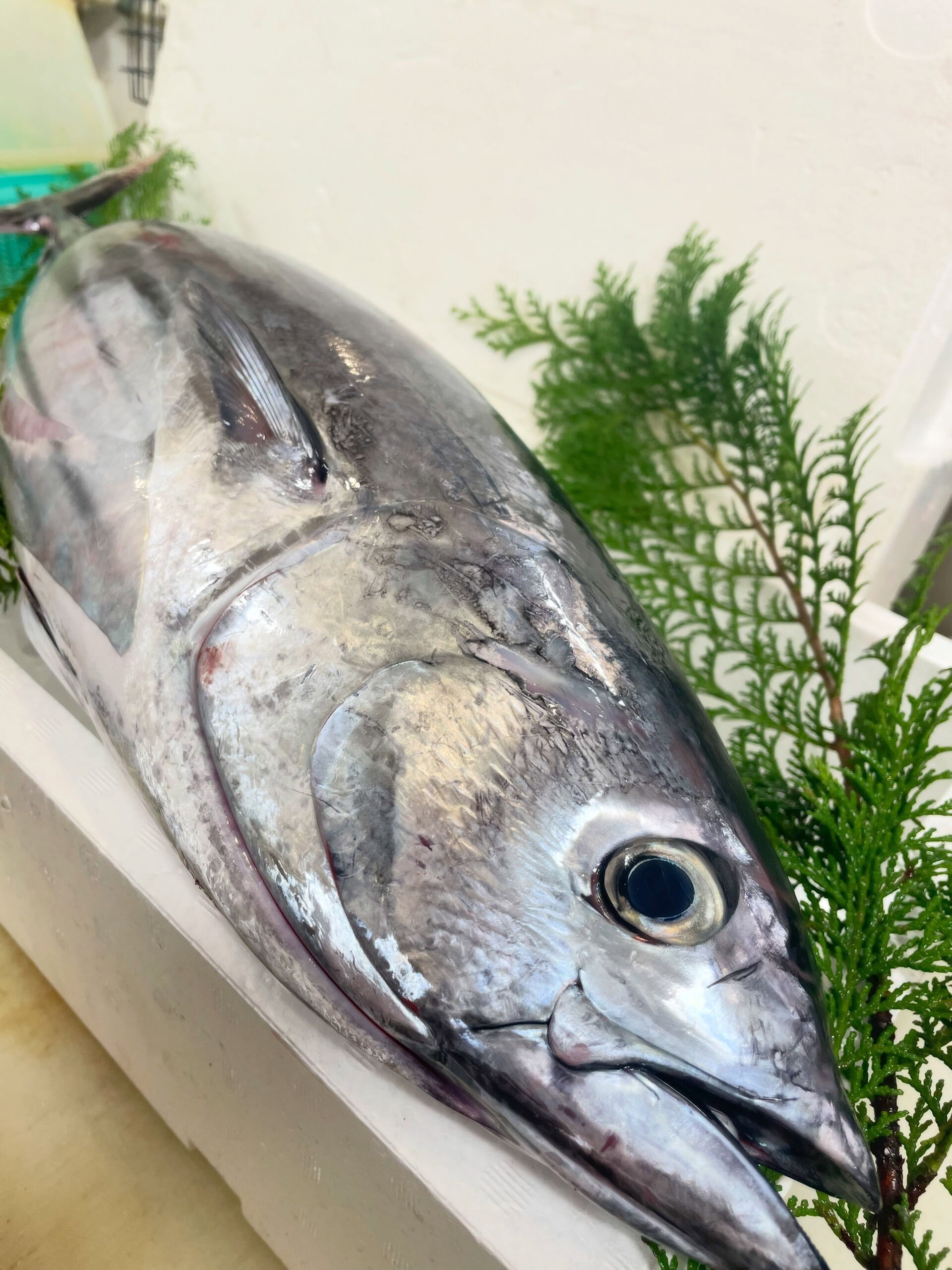🐟✨ おすすめ「カツオ」✨🐟