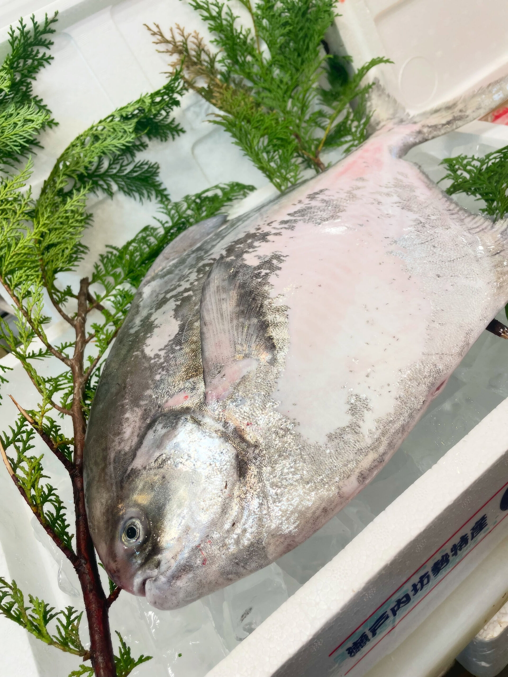 🐟✨ 本日のおすすめ「マナガツオ」✨